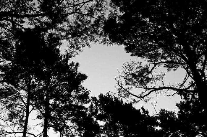 Black and white capture of trees