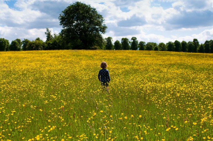 Little boy stood in a field of yellow flowers in Trent Country Park